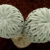 Pelecyphora_aselliformis_1